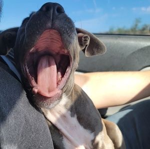 Meet your Posher, Angel